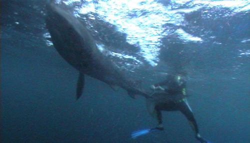 australie14