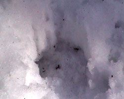 loup14