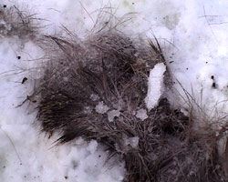 loup17