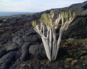 elhierro05