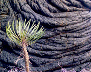 ElHierro06
