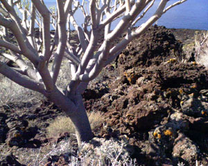 elhierro16