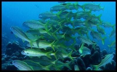 Poissons